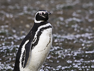 Magellanic Penguin, Terra del Fuego,, Chile.